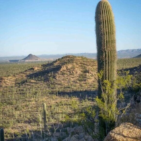Vintage, Mexican Sterling, Red Enamel Inlay, Buckle Bracelet, Marked Sterling - Picture 6 of 6